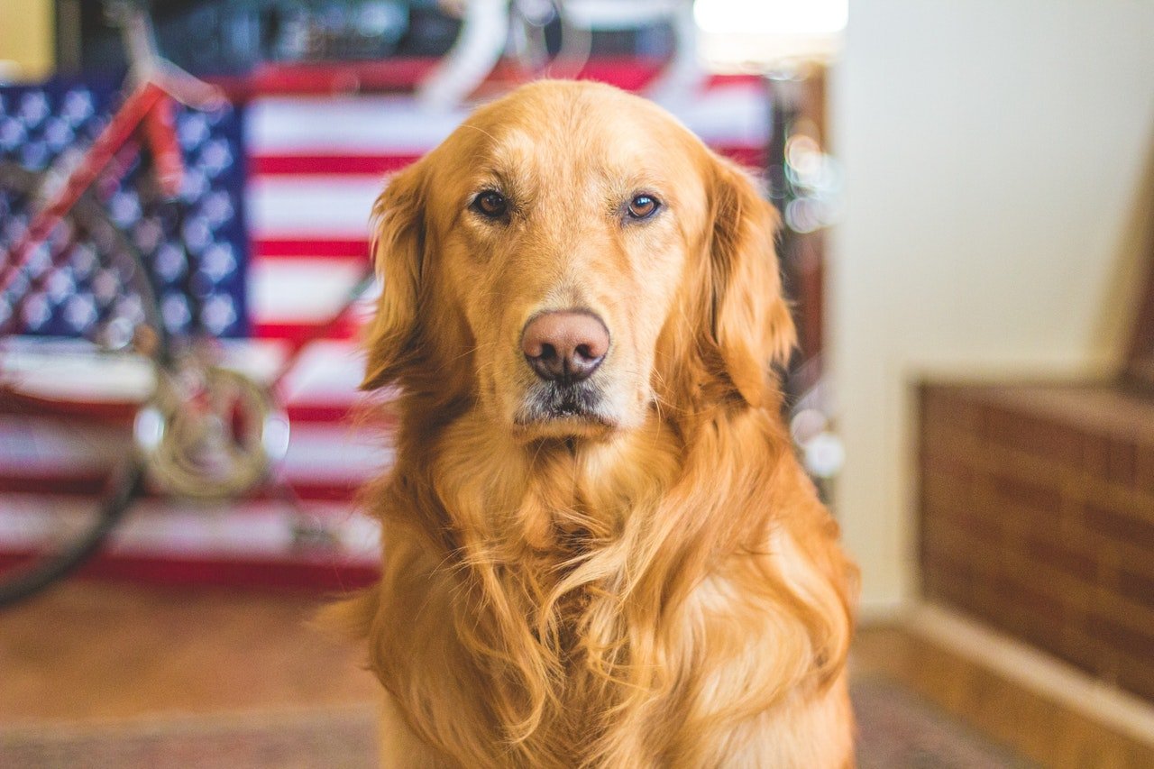 Golden retriever jako inteligentna rasa psów